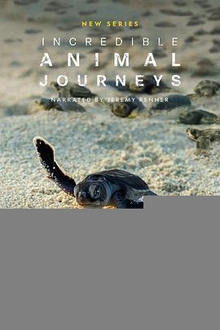 不可思议的动物之旅